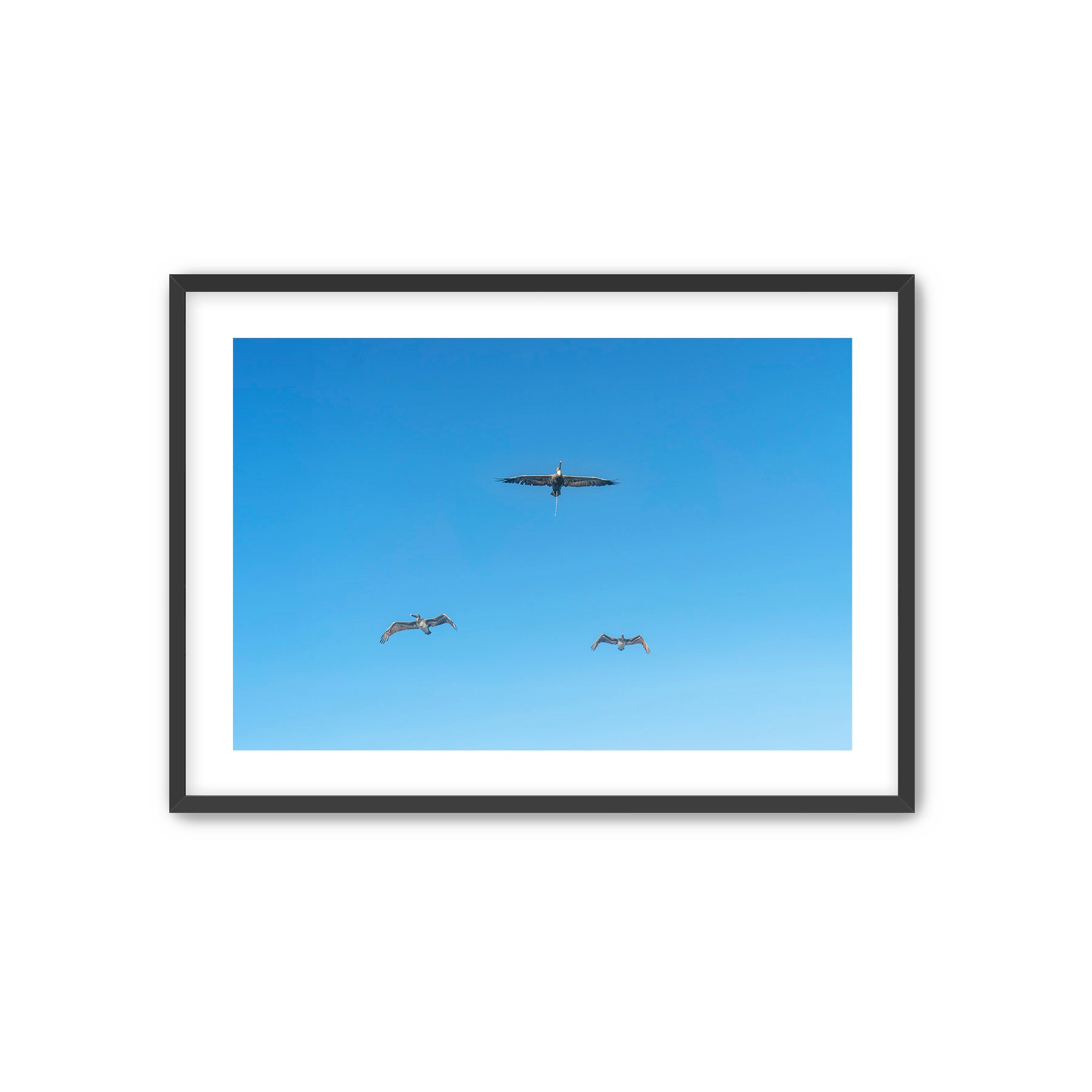 Framed photograph of birds flying against a blue sky with one bird defecating. 