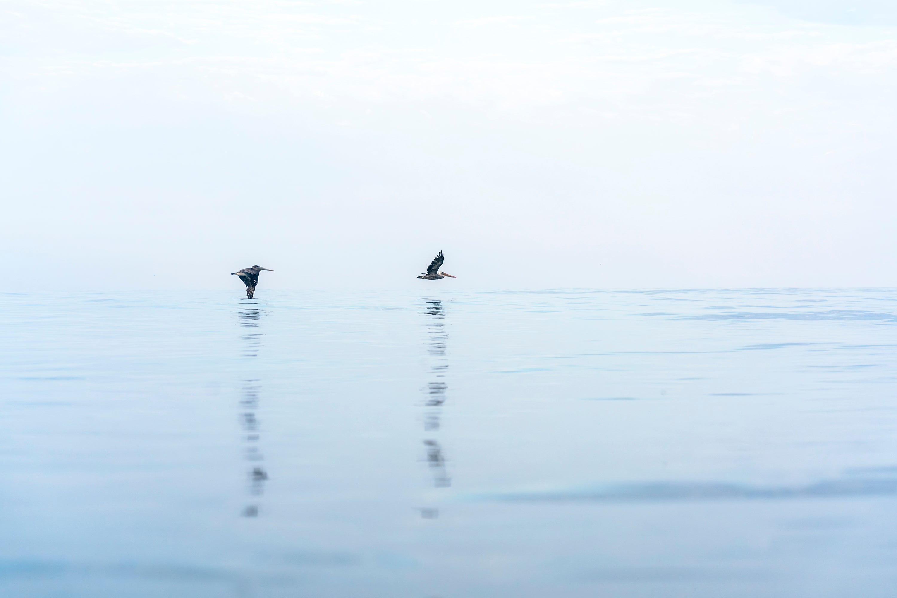 Two birds flying over a calm body of water with a light blue sky. Carlsbad, California. 