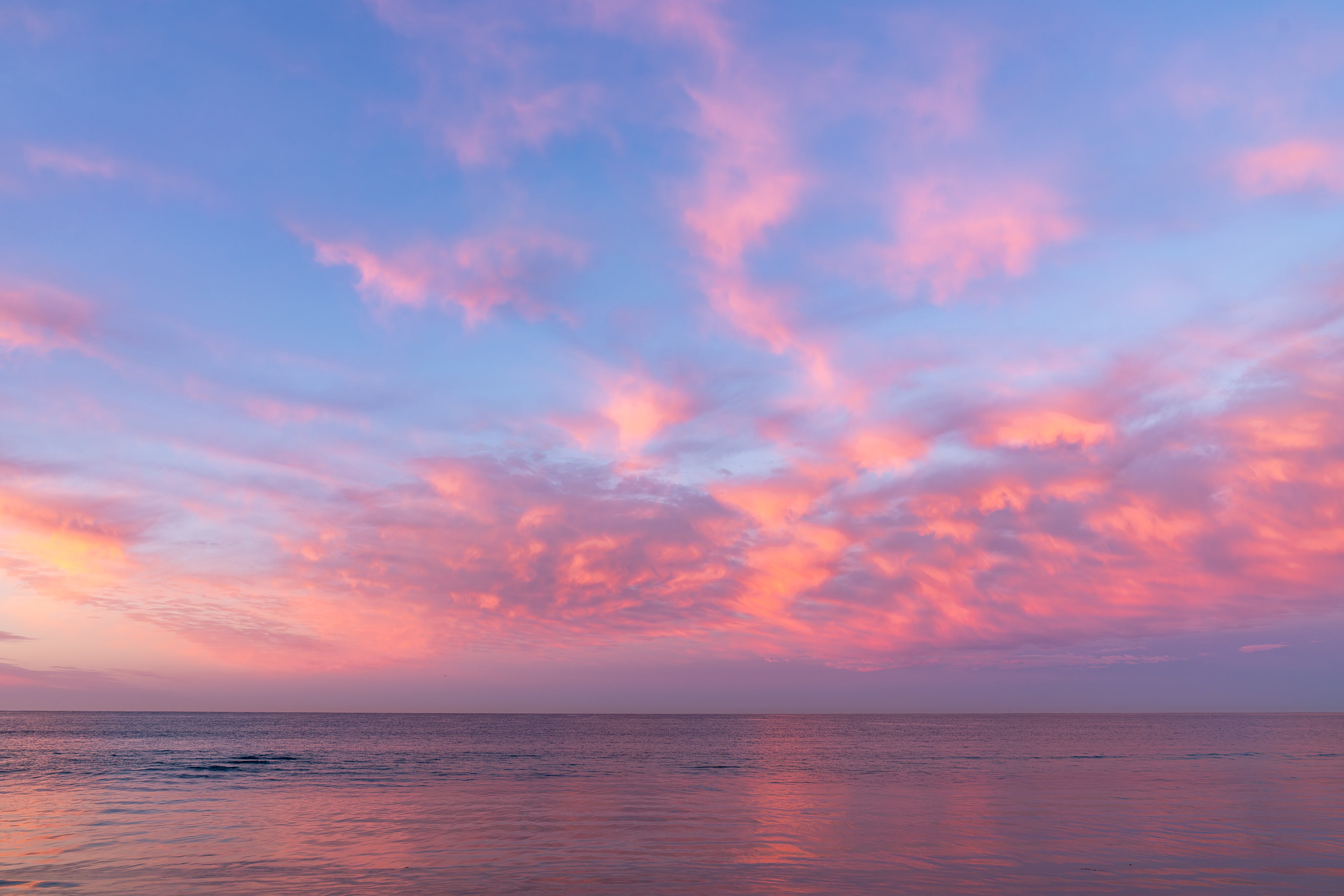 Sky_Flamingo_4000px.jpg